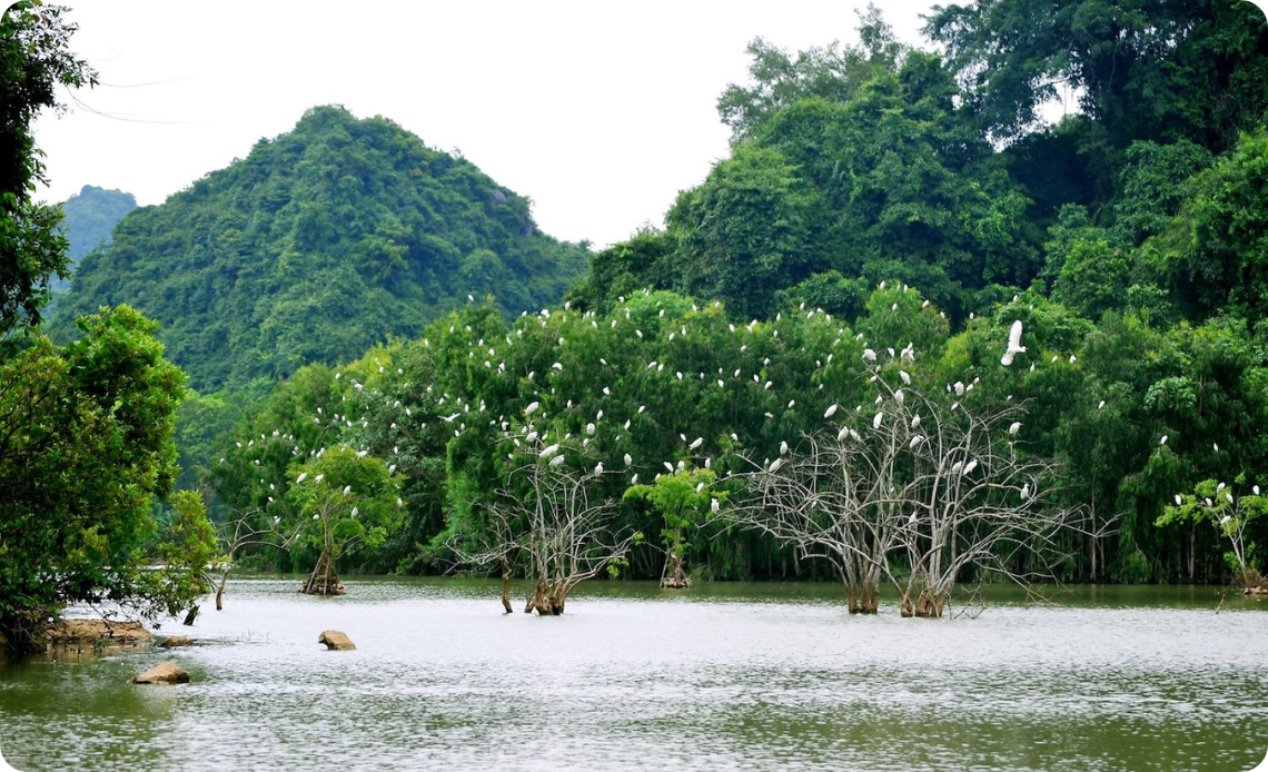 Le Jardin d'oiseaux de Thung Nham est une zone écologique située à environ 12 km de la ville de Ninh Binh. Ce site remarquable abrite une grande variété d'espèces d'oiseaux, avec environ 40 espèces et plus de 50 000 oiseaux